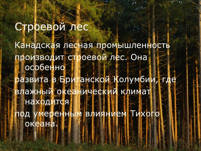 Строевой лес  Канадская лесная промышленность производит строевой лес. Она особенно развита в Британской
